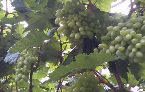 青提怎么种（青提的种植方法和技术）