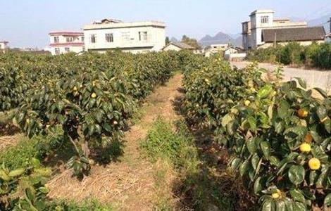 柿子树的种植技术 柿子树的种植技术视频