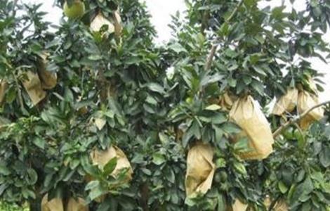 沙田柚的套袋技术 沙田柚套袋好还是不套好