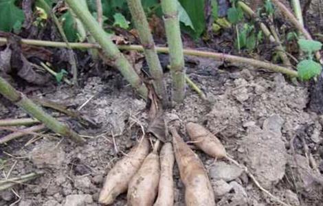 雪莲果的种植条件 雪莲果的种植条件和时间