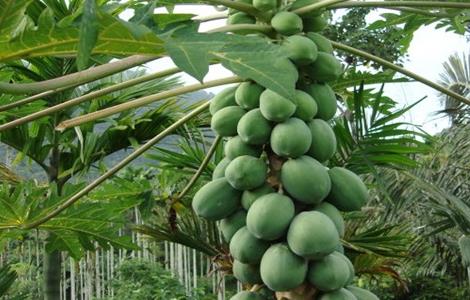 番木瓜的种植方法 番木瓜如何种植