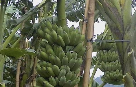 粉蕉 种植 技术