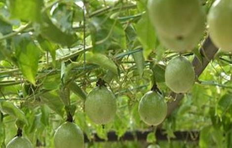 果树如何追肥（果树如何追肥效果好）