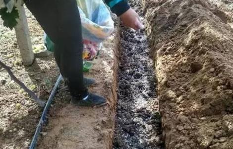 常见果树施肥方法（果树种植施肥要点）