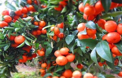 沙糖桔的种植条件 沙糖桔种植条件要求