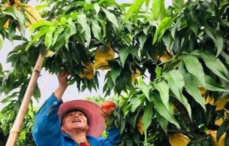 桃子的套袋技术 桃子的套袋技术要求