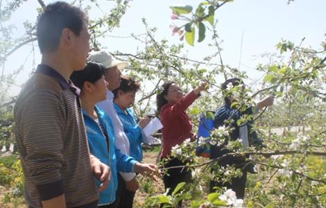 苹果的人工授粉技术（苹果的人工授粉技术有哪些）
