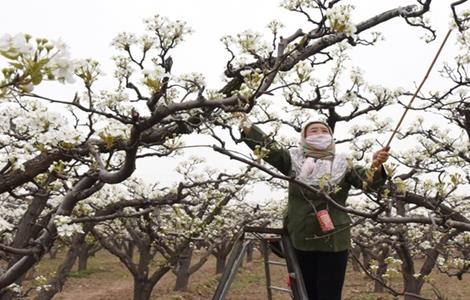 苹果的人工授粉技术