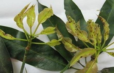 芒果常见病虫害的防治方法（芒果主要病虫害及防治方法）