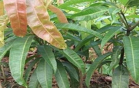 芒果的种子育苗技术 芒果的种子育苗技术有哪些