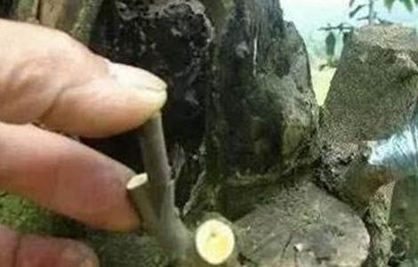 柿子的嫁接技术 柿子嫁接技术视频直播