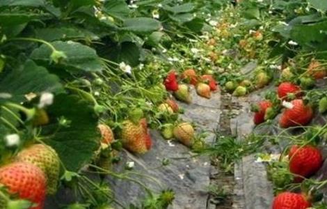 草莓 繁殖 方法