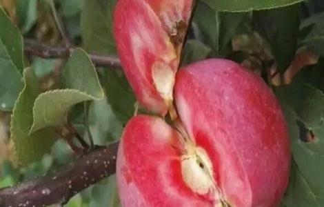 红肉苹果的栽培技术 红肉苹果种植和管理