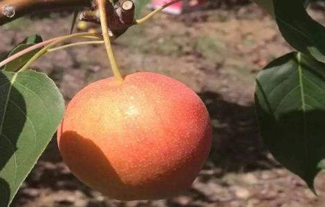 南果梨的生长环境（南果梨生长条件）