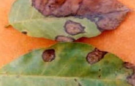 黄皮的病虫害防治方法 黄皮的病虫害管理