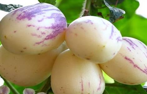 人参果的田间管理技术 人参田间管理方法