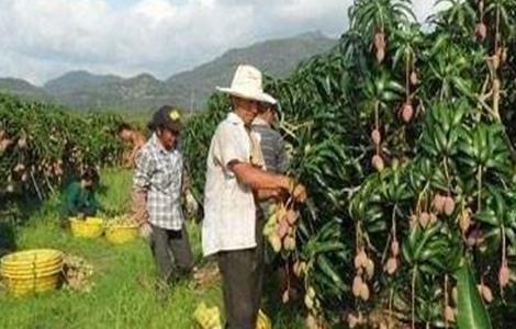 芒果树修剪技术(芒果树怎么修剪?盆栽芒果树修剪技术)