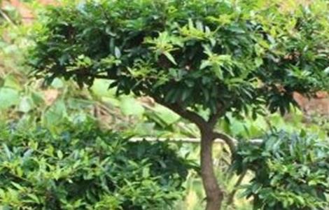 石榴树的修剪方法（石榴树的修剪方法十年大树）