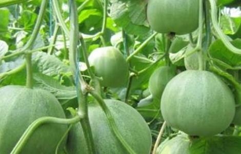 香瓜的温度管理（香瓜的温度管理方法）