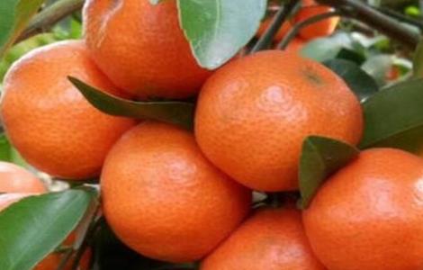 沙糖桔施肥技术（沙糖桔有机肥什么时候施）