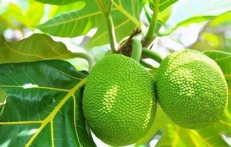 菠萝蜜种植需要注意哪些问题 菠萝蜜种植需要注意哪些问题呢