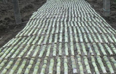 甘蔗蔗种的处理方法（甘蔗蔗种的处理方法图片）