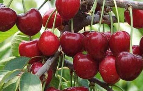 车厘子种植的日常管理 车厘子种植的日常管理技术