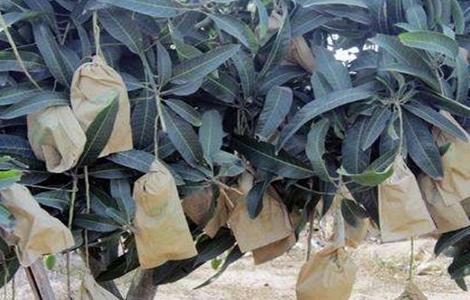 芒果的套袋技术（芒果的套袋技术要求）