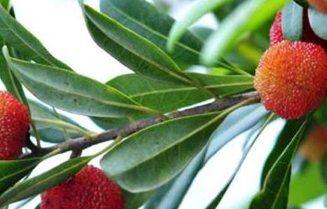 采摘杨梅后的果树管理 采摘杨梅后的果树管理方法