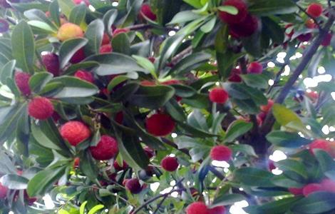 杨梅 采摘后 果树管理