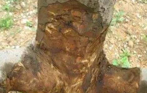 果树腐烂病发生原因（果树腐烂病发生原因有哪些）