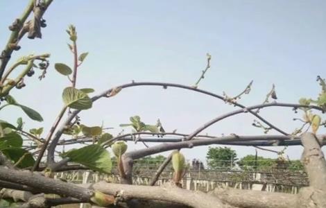 猕猴桃树体受冻怎么办 猕猴桃树冻伤怎么办