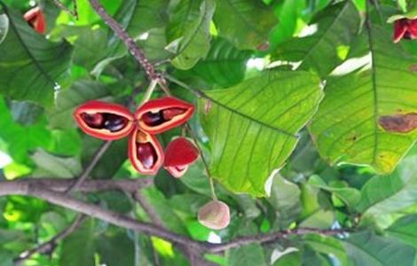 凤眼果种植需要注意些什么（凤眼果种植需要注意些什么问题）