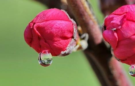 桃树高产优质果树管理 桃树高产管理技术