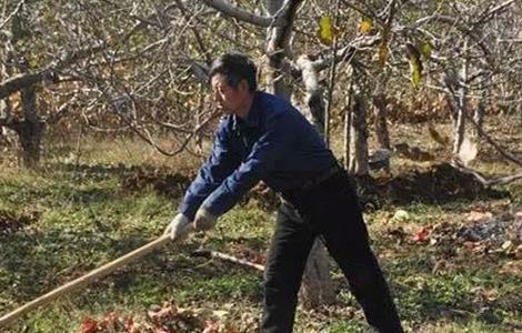 苹果春季清园注意事项 苹果园冬季清园最佳时间