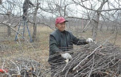 苹果春季清园注意事项