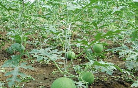 西瓜种植需要注意些什么（西瓜种植需要注意些什么事项）