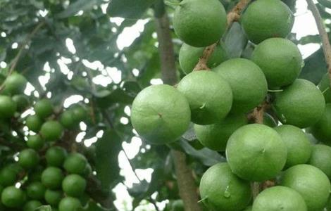 夏威夷果的种植技术 夏威夷果种植技术视频