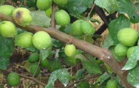 青枣施肥技术（青枣施什么肥）