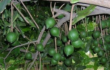 夏威夷果生长对环境条件要求 夏威夷果种植条件气候