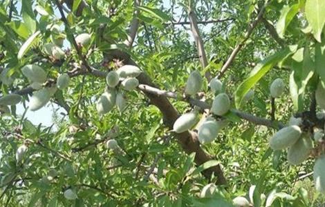 巴旦木的栽培技术 巴旦木的栽培技术和管理