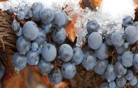 冰葡萄的种植技术 冰葡萄种植技术与管理