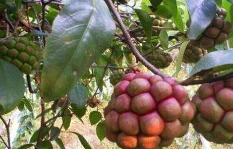 黑老虎的田间管理要点 黑老虎的田间管理要点包括