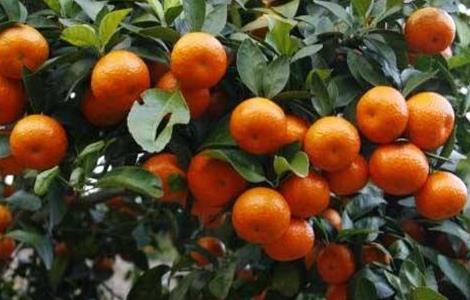 沙糖桔的种植技术 沙糖桔的种植技术与管理视频