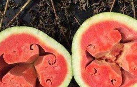 西瓜空心的原因及预防方法（西瓜空心真正原因）