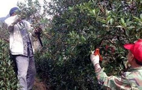 杨梅的修剪时间和方法（杨梅的修剪时间和方法视频）