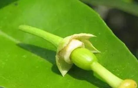 柑橘幼果转绿慢怎么办 柑橘幼果不转绿