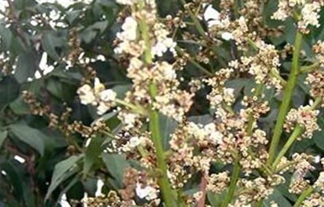 荔枝沤花原因及防治措施 荔枝主要病害
