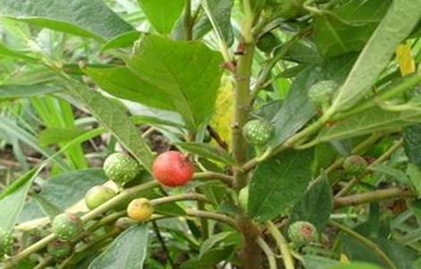 金星果繁殖方法 金星果繁殖方法图解