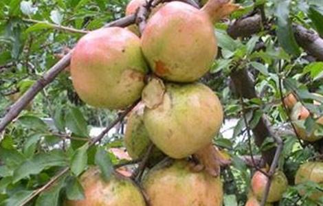 石榴药害症状及补救措施 石榴药害症状及补救措施图片